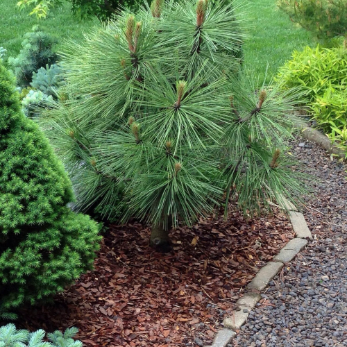 PINUS JEFFREYI JOPPI kont / 60-80