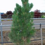 PINUS LEUCODERMIS SATELIT - Borovica PANCIEROVÁ SATELIT