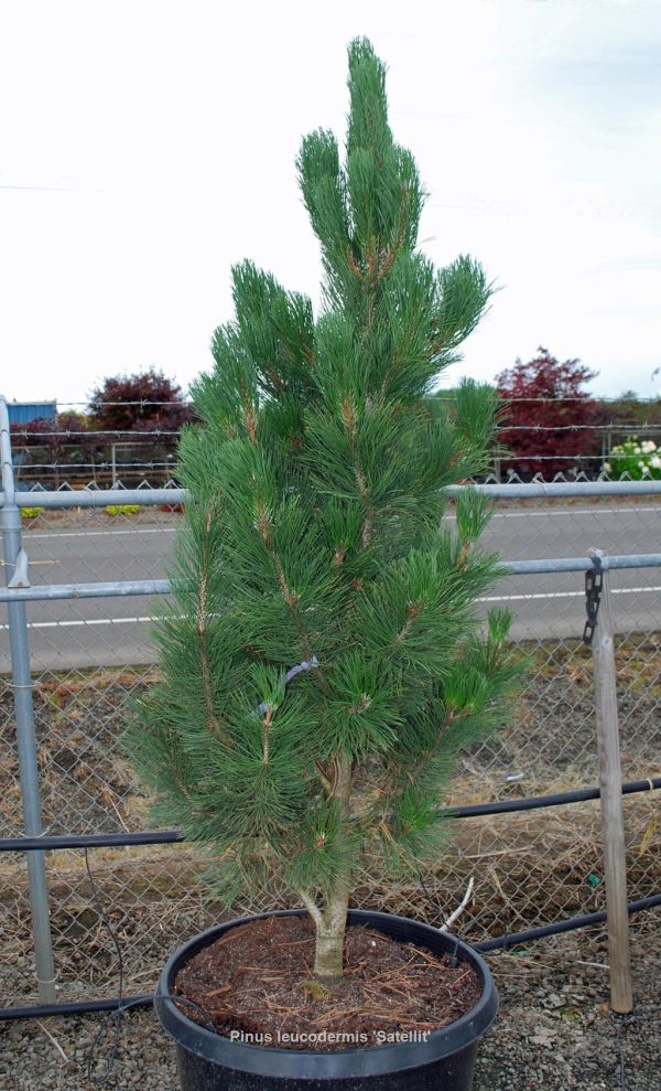 Pinus Leucodermis Satelit - Borovica Pancierová Satelit