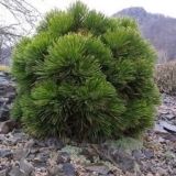 PINUS LEUCODERMIS SCHMIDTII - Borovica PANCIEROVÁ SCHMIDTII