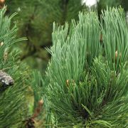 Pinus Leucodermis Kont 20 / 50-60