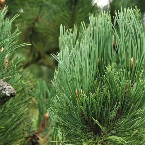 PINUS LEUCODERMIS kont 20 / 50-60