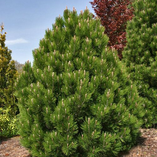 PINUS LEUCODERMIS kont 20 / 50-60