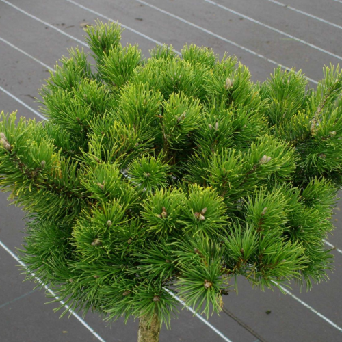 PINUS MARCH kont 5 / 25+