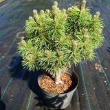 PINUS MUGO FRUCTATA kont / 30-40 - Borovica HORSKÁ FRUCTATA