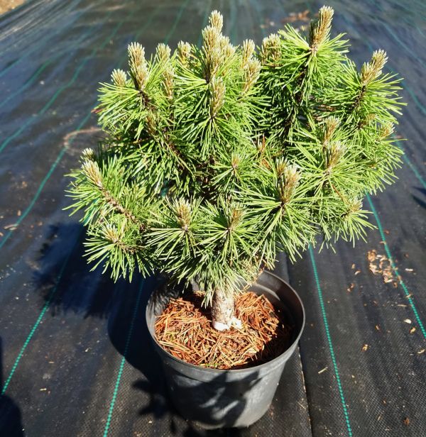 Pinus Mugo Fructata Kont / 30-40 - Borovica Horská Fructata