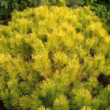 PINUS MUGO GOLDEN GLOW kont 10 / kmeň 60 - Borovica HORSKÁ GOLDEN GLOW
