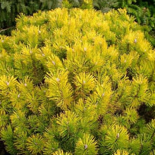 PINUS MUGO GOLDEN GLOW kont 10 / kmeň 60