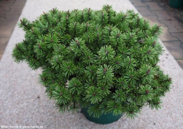 Pinus Mugo Humpy - Borovica Horská Humpy