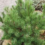 PINUS MUGO MOPS - Borovica HORSKÁ MOPS