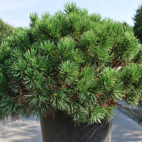 PINUS MUGO MUGHUS