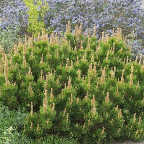 PINUS MUGO MUGO kont 2 / 20+