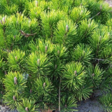 PINUS MUGO PUMILIO - Borovica HORSKÁ PUMILIO