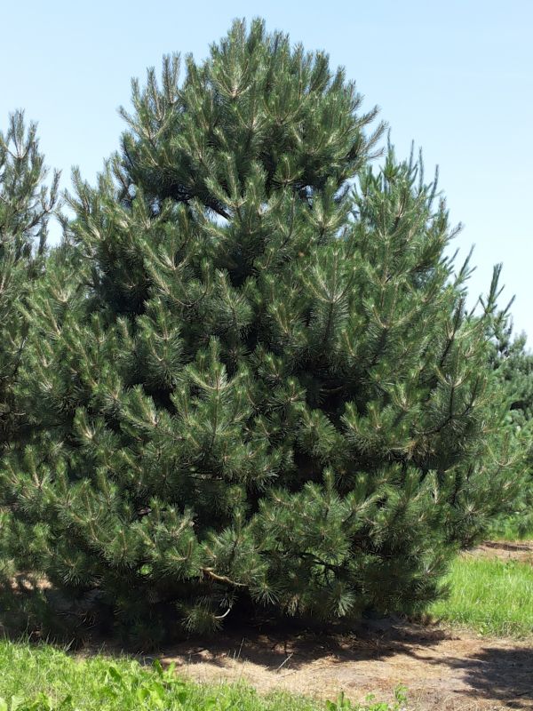 Pinus Nigra - Borovica Čierna