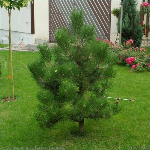 PINUS NIGRA AUSTRIACA