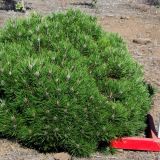 PINUS NIGRA BAMBINO - Borovica ČIERNA BAMBINO