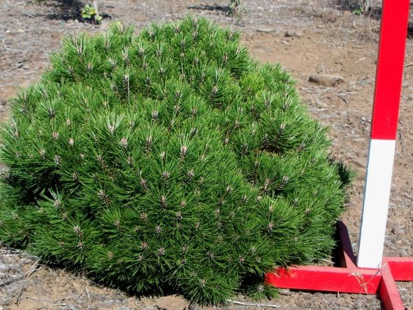 Pinus Nigra Bambino - Borovica Čierna Bambino