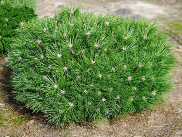 Pinus Nigra Brepo Kont / 125-150 - Borovica Čierna Brepo