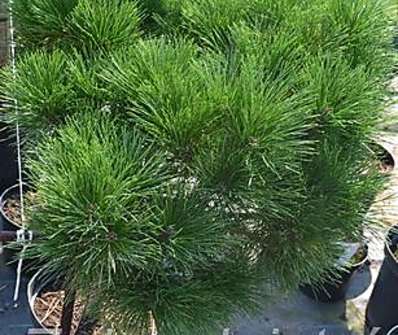 PINUS NIGRA COMPACTA kont / 40-50