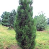PINUS NIGRA GREEN ROCKET kont / 300-350 - Borovica ČIERNA GREEN ROCKET