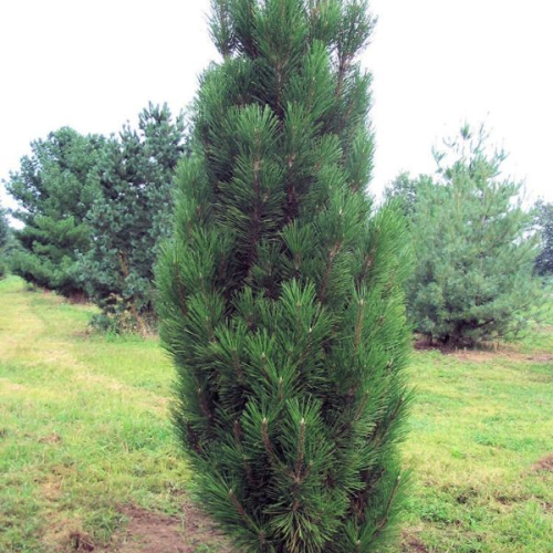 PINUS NIGRA GREEN ROCKET kont / 300-350