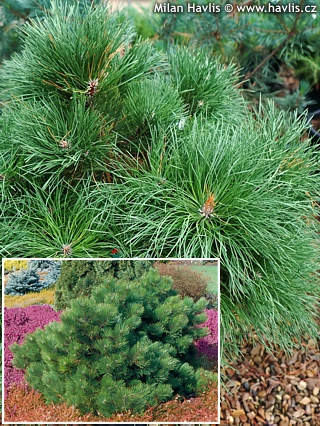 PINUS NIGRA HORNIBROOCKIANA kont / 40-60