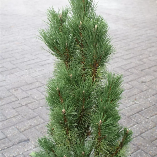 PINUS NIGRA KOMET