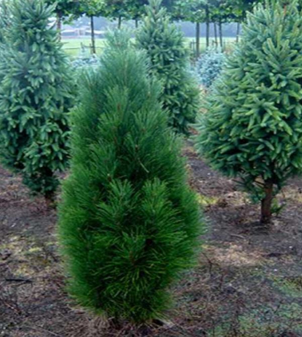 Pinus Nigra Obelisk Kont / 15-20 - Borovica Čierna Obelisk