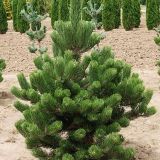 PINUS NIGRA OREGON GREEN - Borovica ČIERNA OREGON GREEN