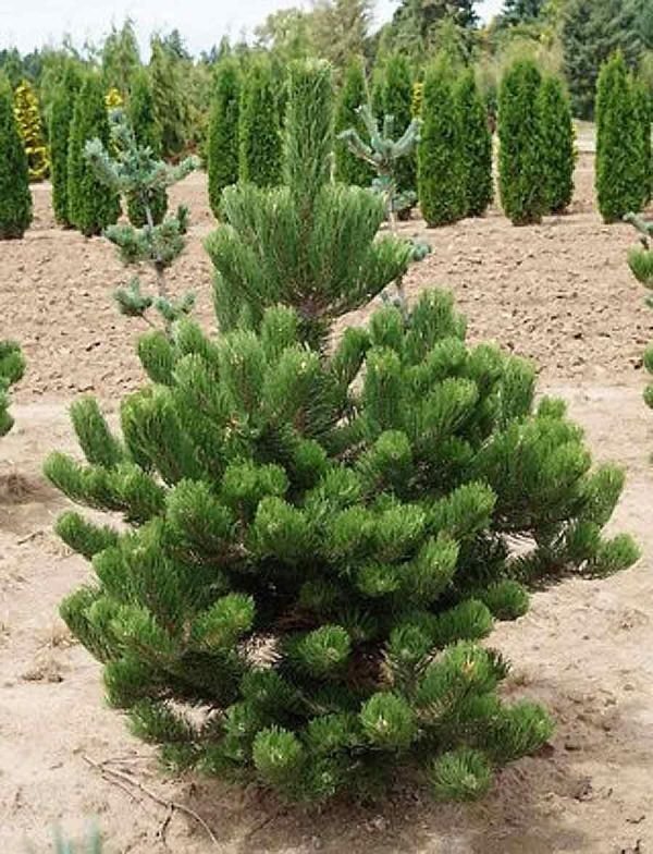 Pinus Nigra Oregon Green - Borovica Čierna Oregon Green