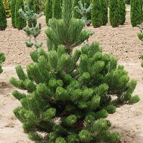 PINUS NIGRA OREGON GREEN