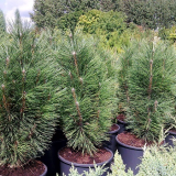 Pinus Nigra Scholz Kont / 80-100 - Borovica Čierna Scholz