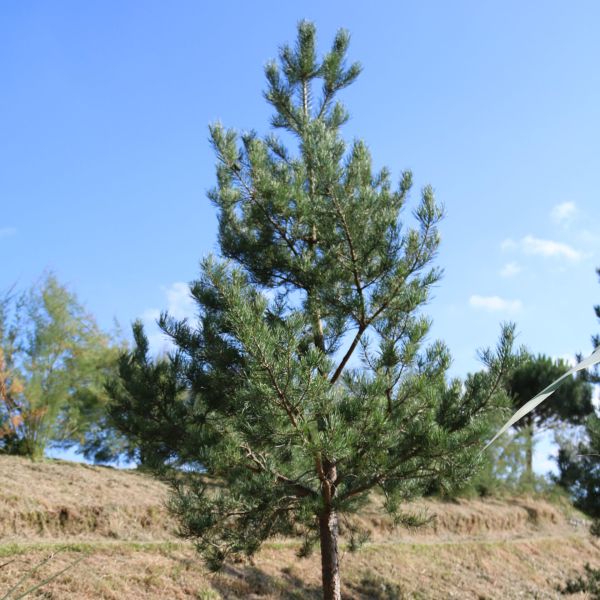 Pinus Sylvestris - Borovica  Lesná