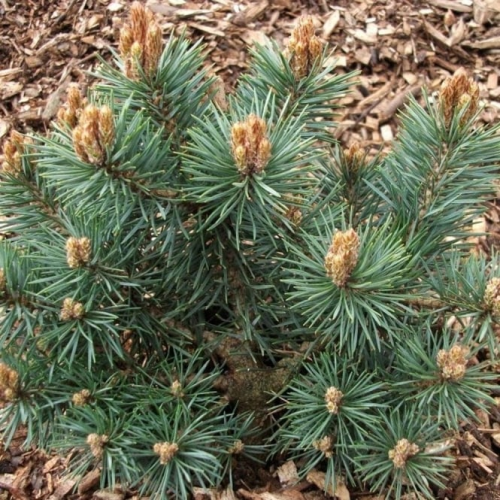 PINUS SYLVESTRIS CHANTRY BLUE