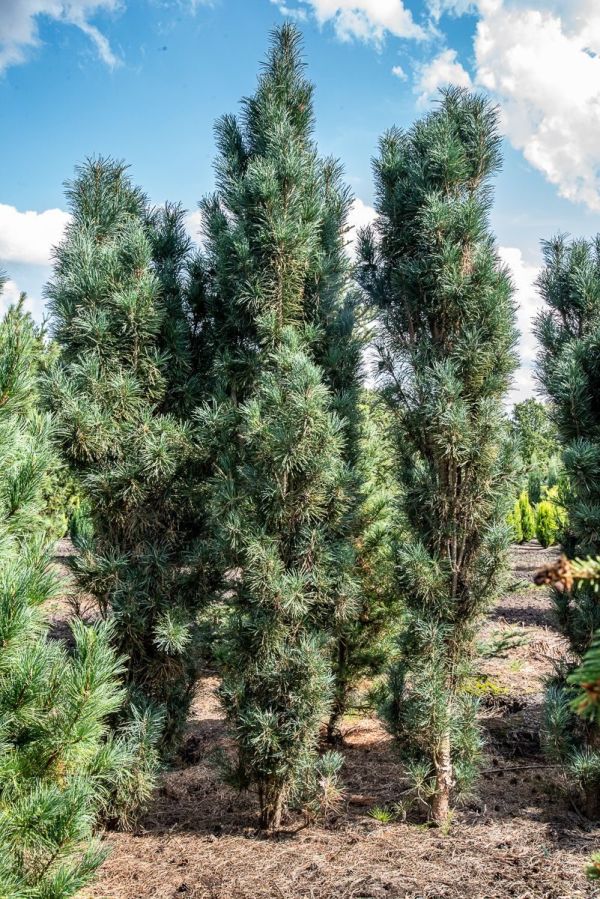 Pinus Sylvestris Fastigiata Glauca Kont / 80-100 - Borovica  Lesná Fastigiata Glauca