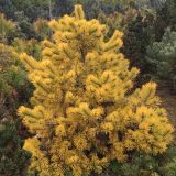 PINUS SYLVESTRIS GOLD MEDAL kont / 60-80 - Borovica  LESNÁ GOLD METAL