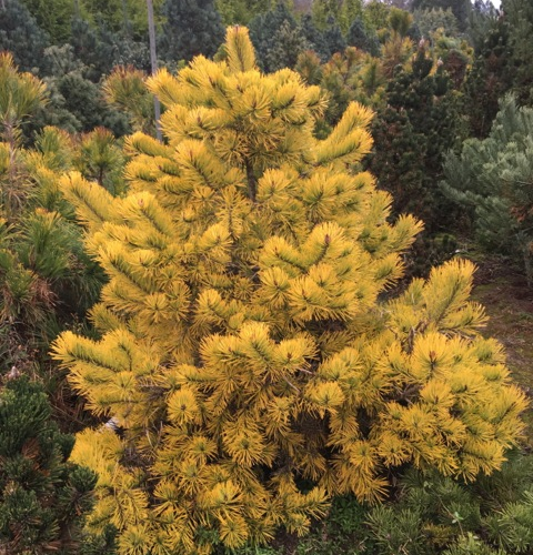 PINUS SYLVESTRIS GOLD MEDAL kont / 60-80