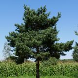 PINUS SYLVESTRIS NORSKE - Borovica  LESNÁ NORSKE