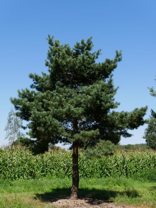 Pinus Sylvestris Norske - Borovica  Lesná Norske