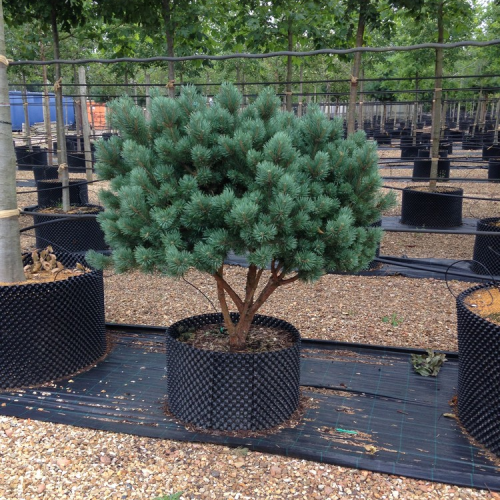 PINUS SYLVESTRIS WATERERI