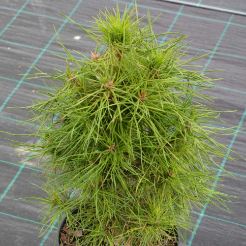 PINUS SYLVESTRIS XAWERY kont 12