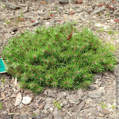 PINUS UNCINATA PARADAKISSEN