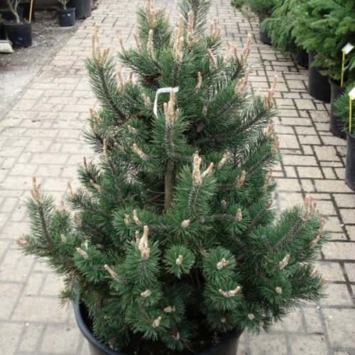 PINUS UNCINATA SILVER CANDLE