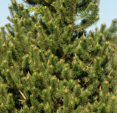 PINUS UNCINATA kont / 60-80