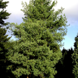 PINUS WALLICHIANA - Borovica  WALLICHIANA