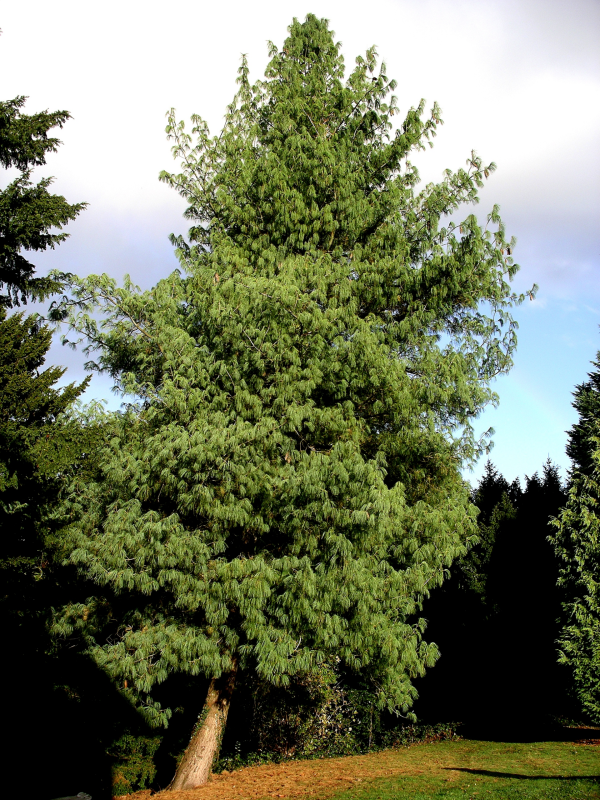 Pinus Wallichiana - Borovica  Wallichiana