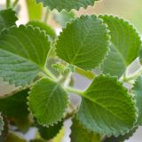 PLECTRANTHUS (druhy) kont P9 - Nádchovník