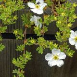 POTENTILLA FRUTICOSA ABBOTSWOOD - Nátržník KROVITÝ  ABBOTSWOOD
