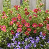 POTENTILLA FRUTICOSA DANNY BOY kont 1