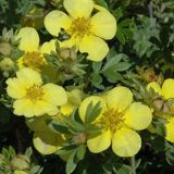 POTENTILLA FRUTICOSA GOLDSTAR kont 2 / 60-80 - Nátržník KROVITÝ GOLDSTAR